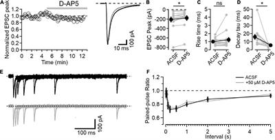 Synaptic NMDA receptor activity at resting membrane potentials